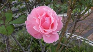 花の写真_バラ