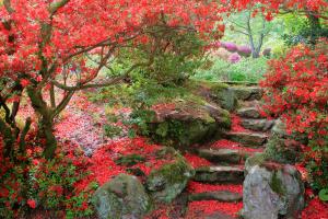 紅の回廊